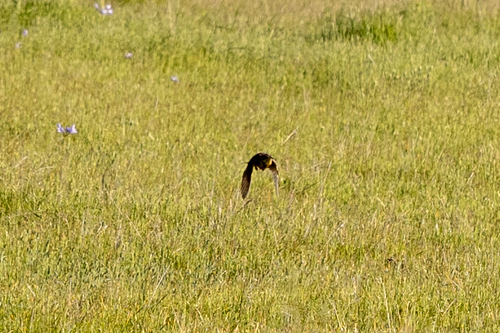 iNaturalist observation photo of Western Meadowlark