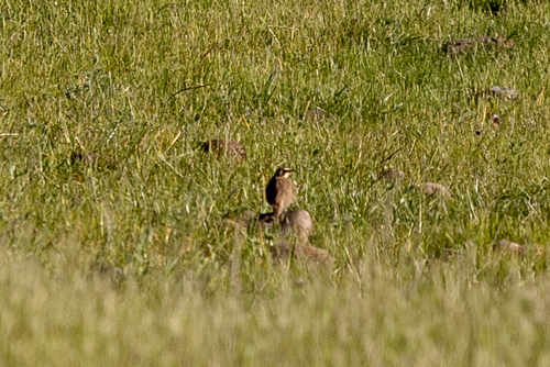 iNaturalist observation photo of Horned Lark