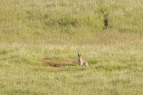 iNaturalist observation photo of Desert Cottontail