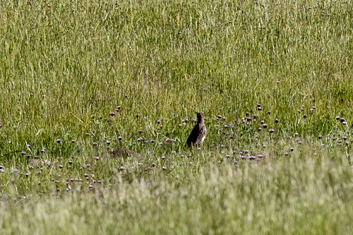 iNaturalist observation photo of Western Meadowlark
