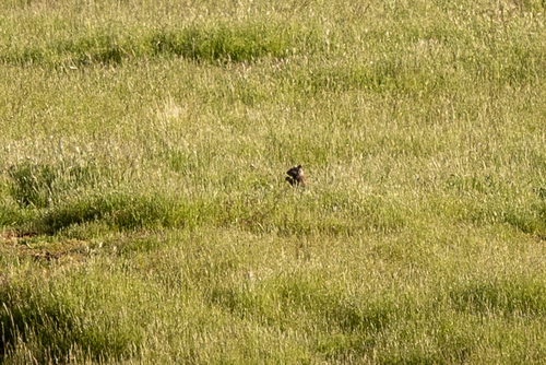 iNaturalist observation photo of California Ground Squirrel
