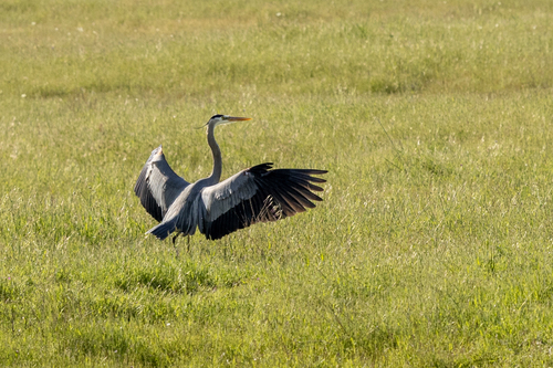 iNaturalist observation photo of Great Blue Heron