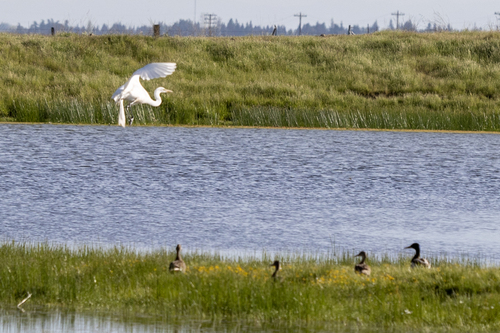 iNaturalist observation photo of Great Egret