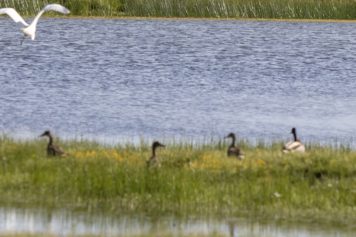 iNaturalist observation photo of Mallard
