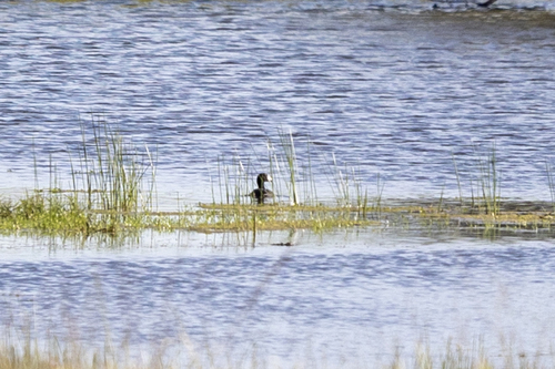 iNaturalist observation photo of American Coot