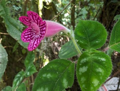Koehleria (Kohleria amabilis)