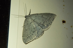 Taxeotis reserata
