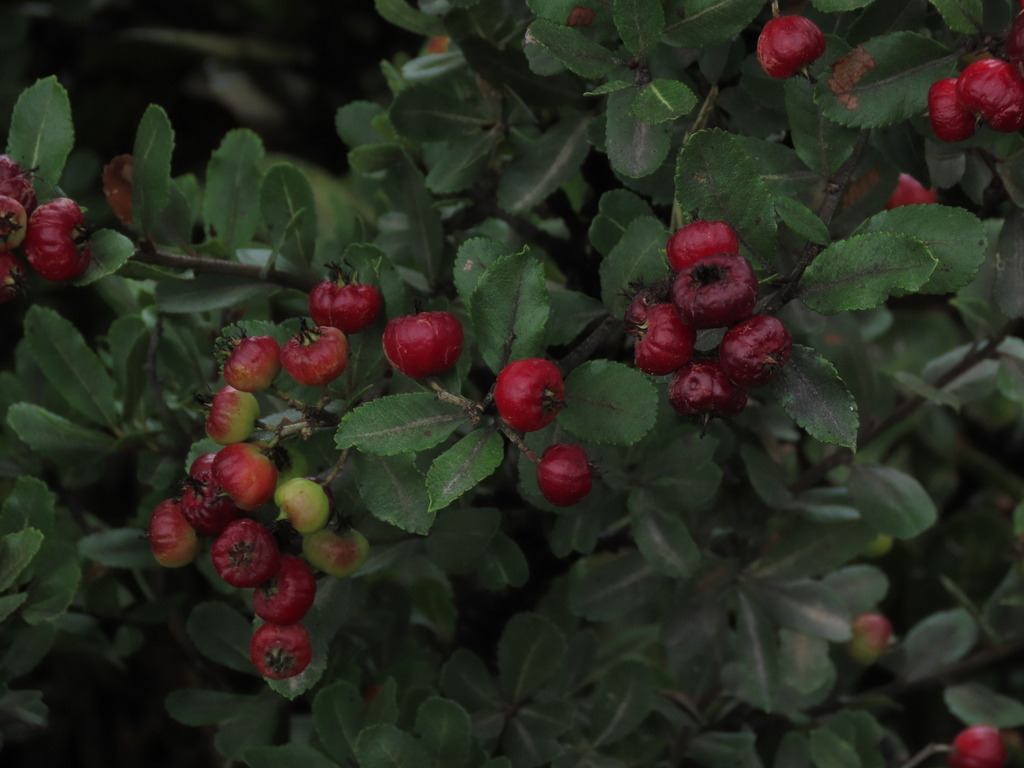 Hesperomeles gayana