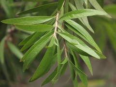 Melaleuca glauca