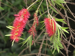 Melaleuca glauca