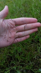 Deschampsia danthonioides