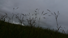 Deschampsia danthonioides