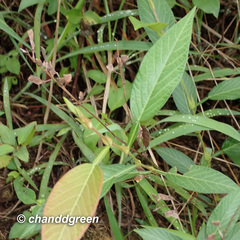 Tadehagi triquetrum