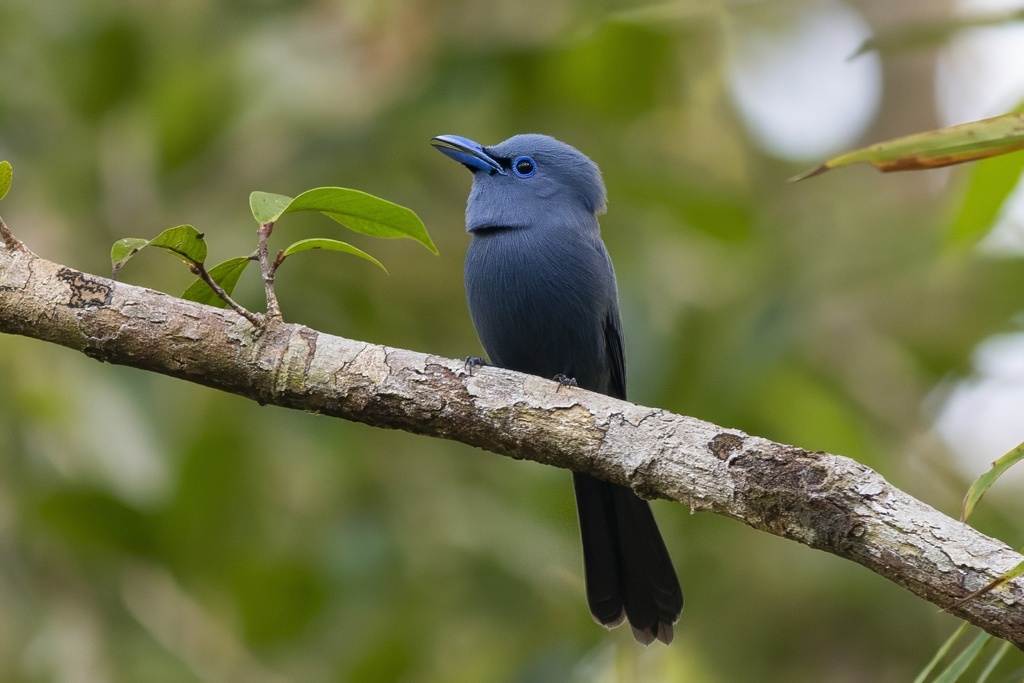 Blue Paradise Flycatcher