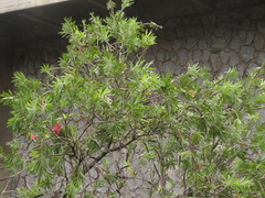Melaleuca glauca