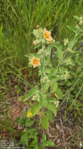 Sida cordifolia