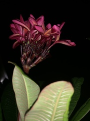 Magnoliopsida