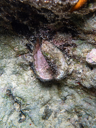 Corculum cardissa observed 2024-04-11