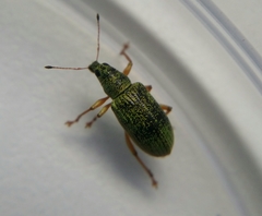 Polydrusus formosus