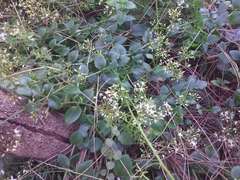Crassula sarmentosa