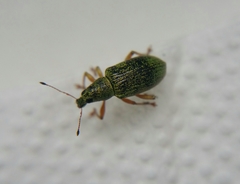 Polydrusus formosus