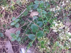 Crassula sarmentosa
