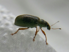 Polydrusus formosus