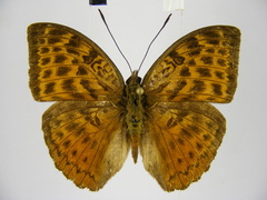 Bebearia mandinga beni