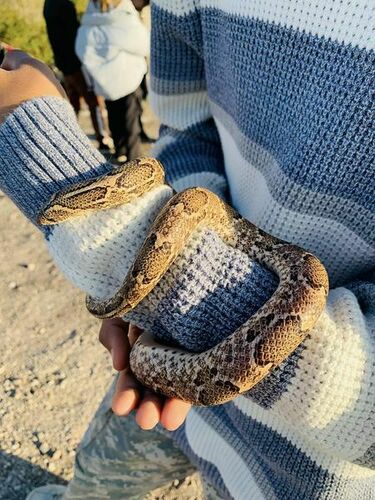 Photo of a Splendid Kukri Snake (Oligodon splendidus)