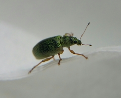 Polydrusus formosus