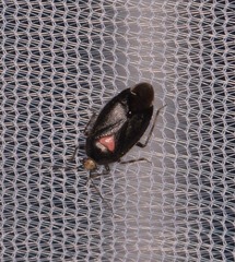Deraeocoris sayi