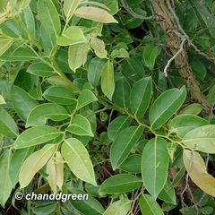 Glochidion zeylanicum