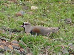 Vanellus chilensis
