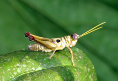 Ommatolampis perspicillata