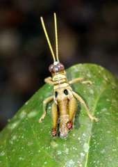 Ommatolampis perspicillata