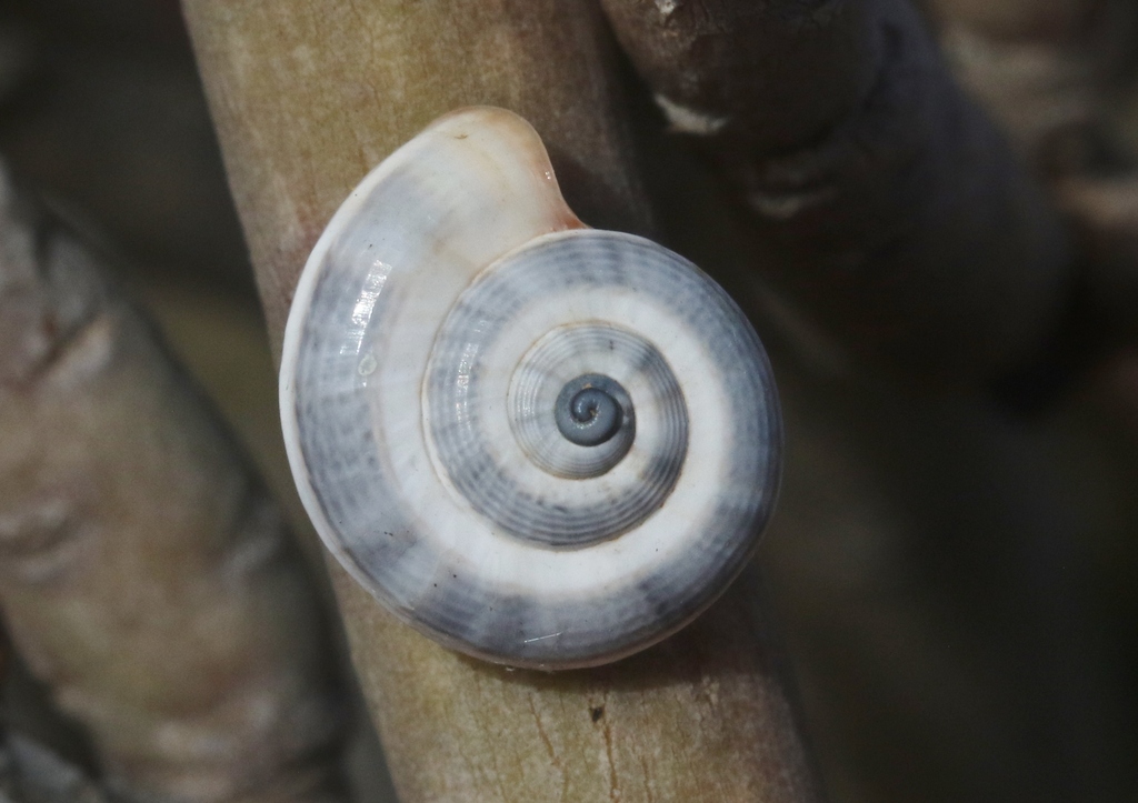 Lithidion lithidion