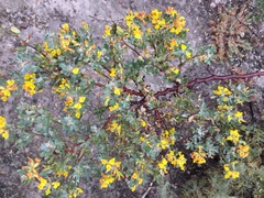 Acmispon dendroideus