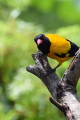 Oriolus xanthornus ceylonensis