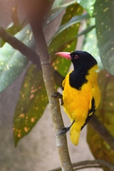 Oriolus xanthornus ceylonensis