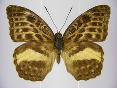 Bebearia mandinga beni