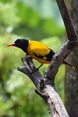 Oriolus xanthornus ceylonensis
