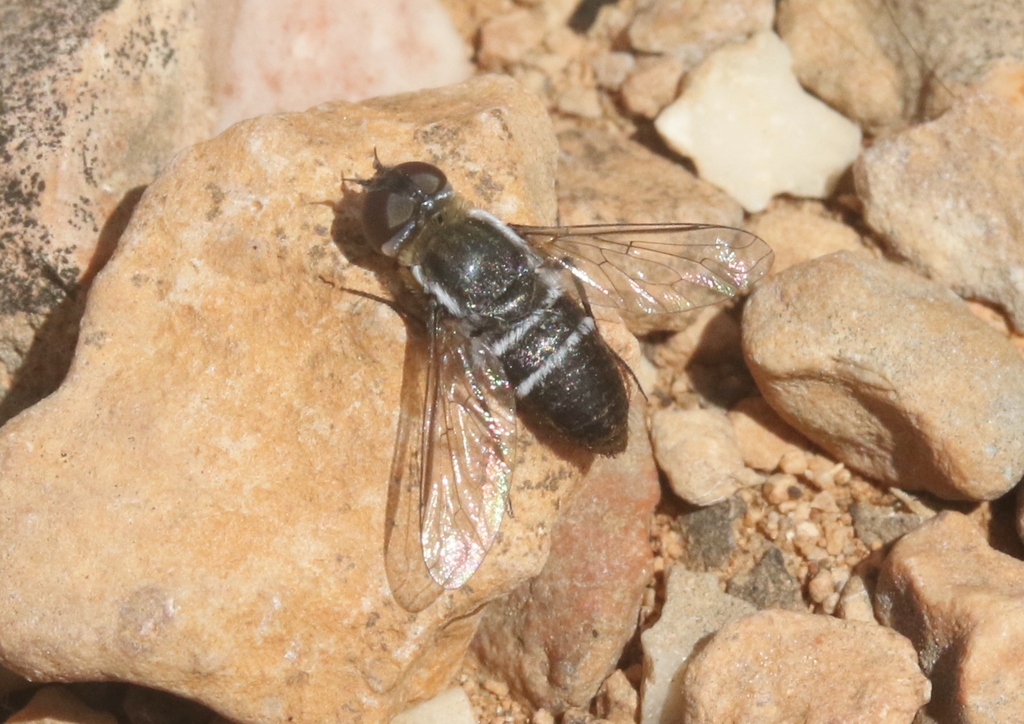 Exhyalanthrax beckerianus