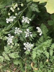 Anthriscus sylvestris