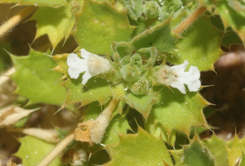 Leucas flagellifera