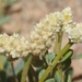 Paraerva microphylla - Photo (c) James Bailey, algunos derechos reservados (CC BY-NC), subido por James Bailey