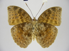 Bebearia mandinga beni