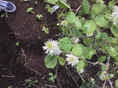 Fothergilla