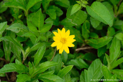 Sphagneticola calendulacea