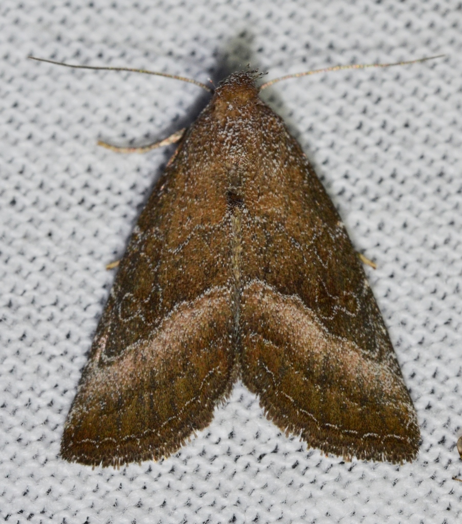 Common Pinkband Moth