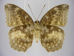 Bebearia mandinga beni